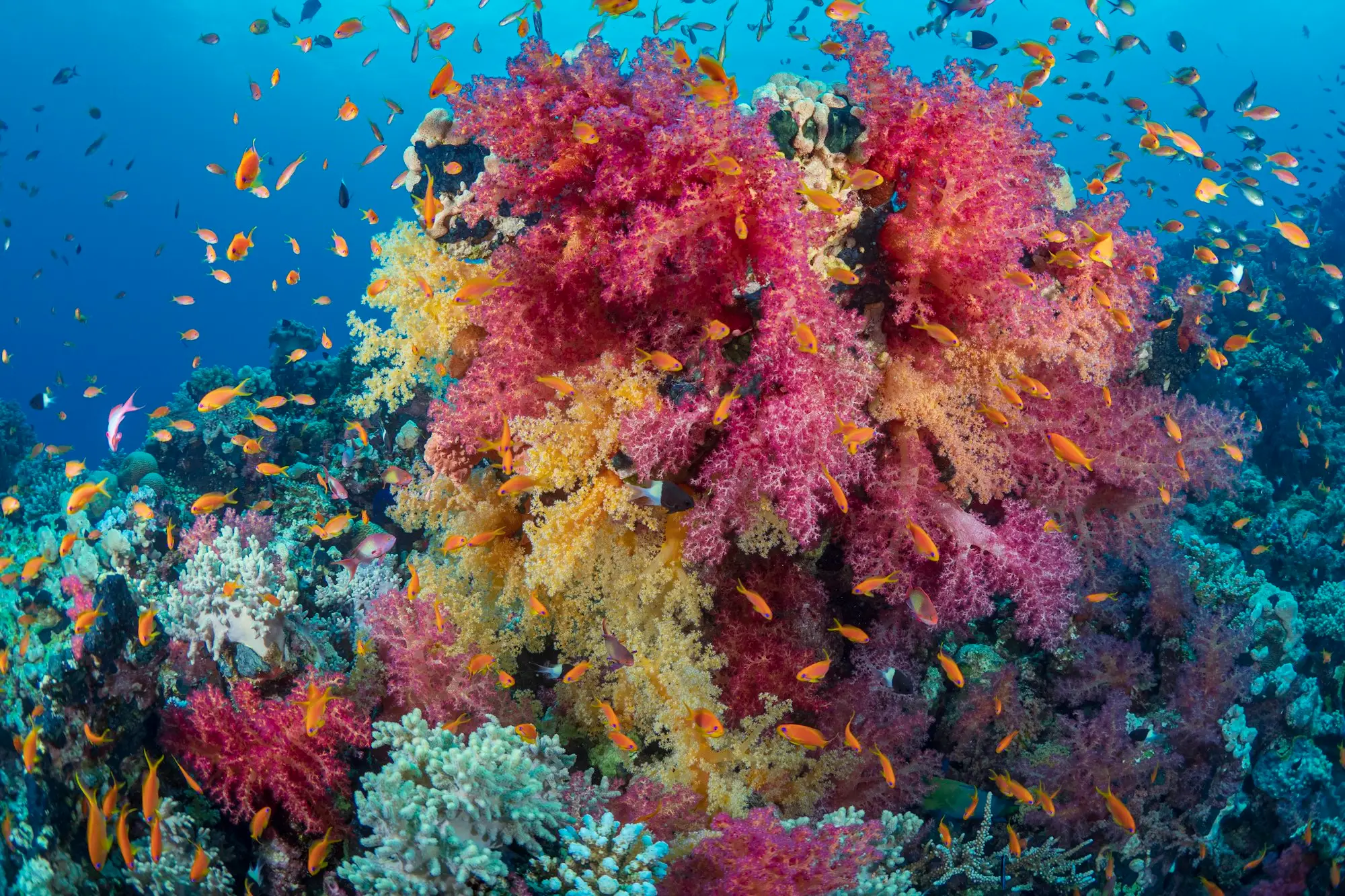 Vivid pink, red and yellow soft corals on a Red Sea reef with swarms of orange anthias fish in blue water